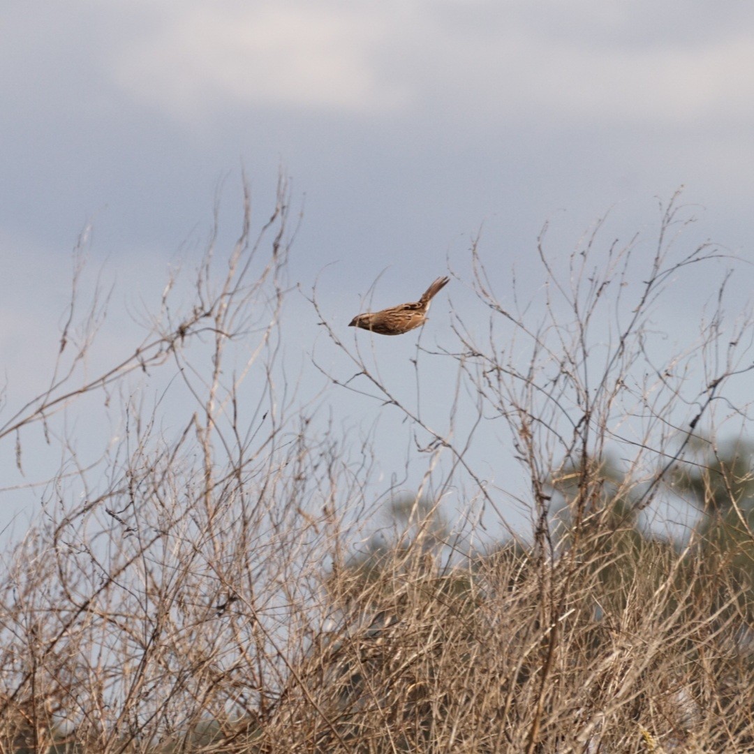 Пасовка співоча - ML645286906
