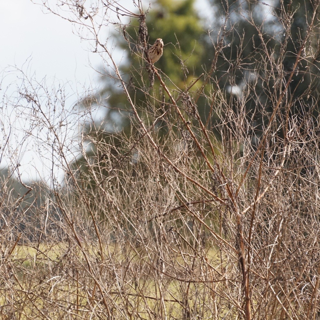 Пасовка співоча - ML645286907