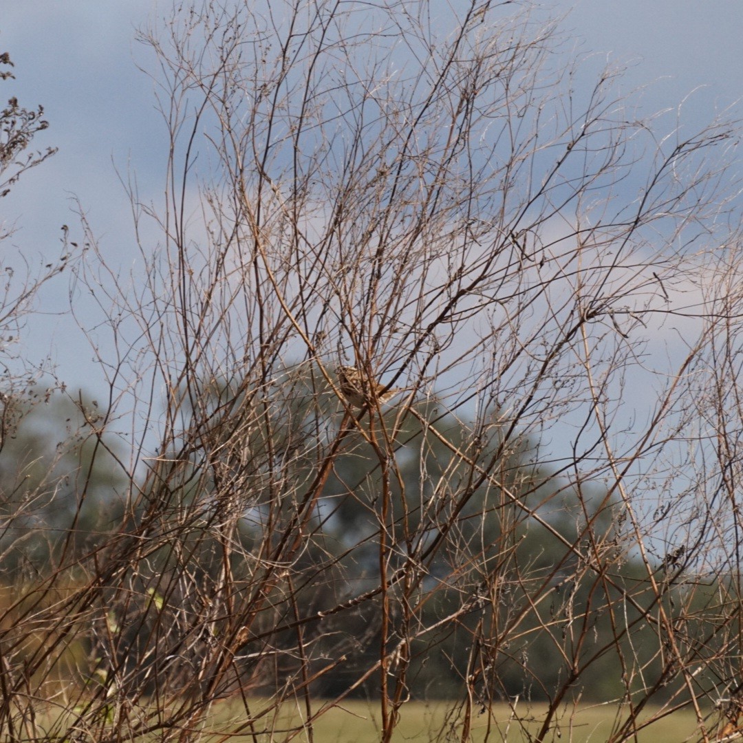 Пасовка співоча - ML645286908