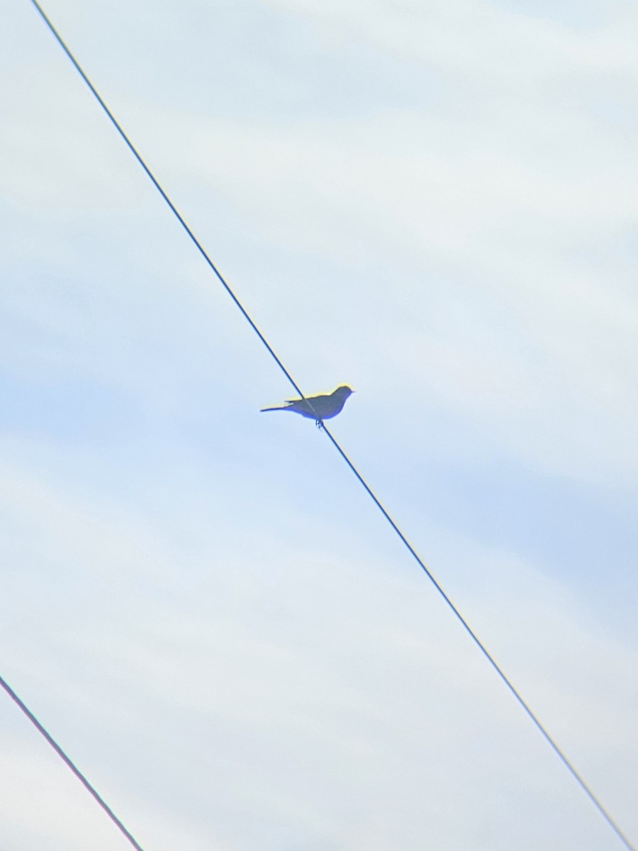 American Pipit - ML645286909