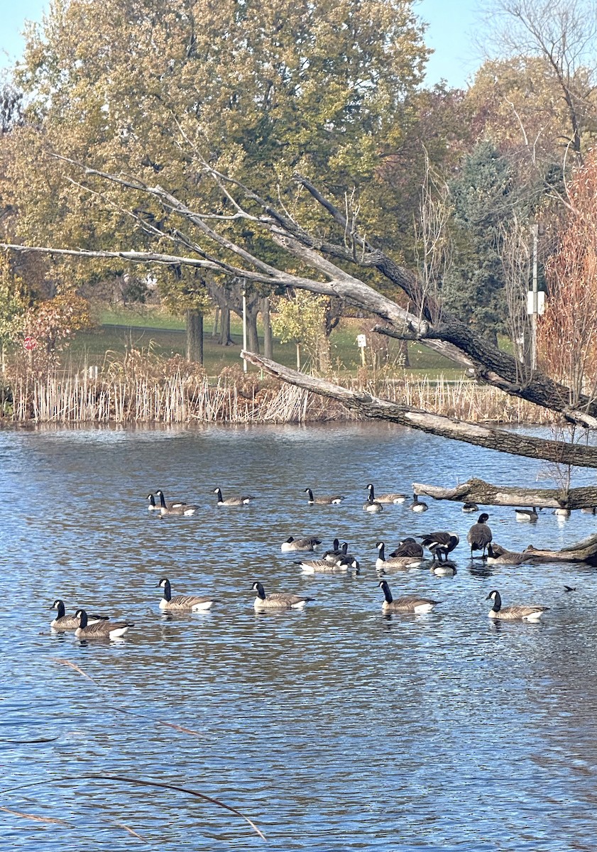 Казарка канадська - ML645286912