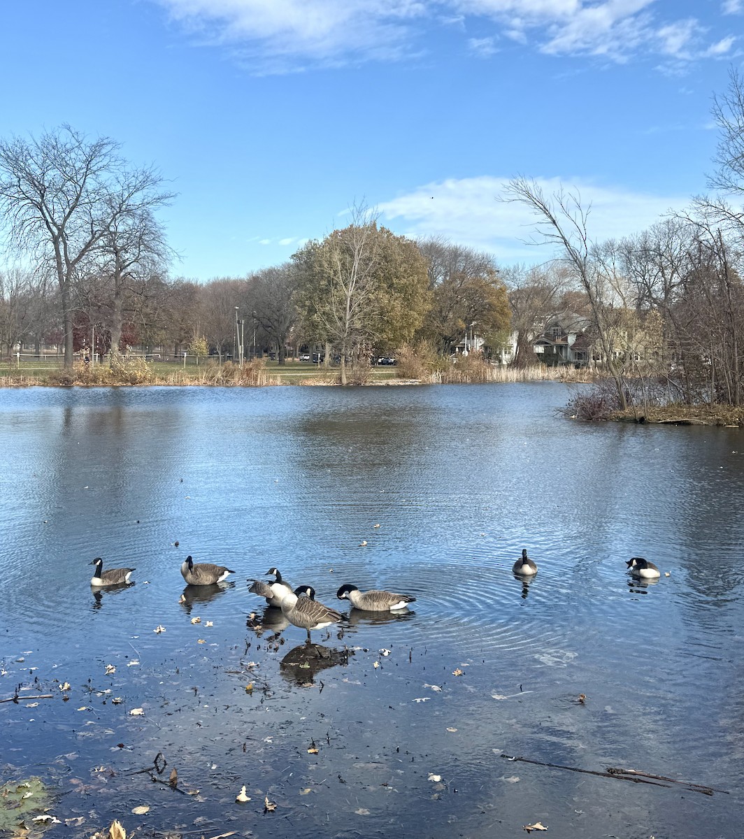 Казарка канадська - ML645286913