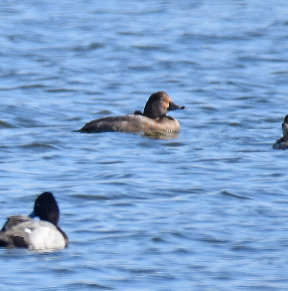 Попелюх американський - ML645286914