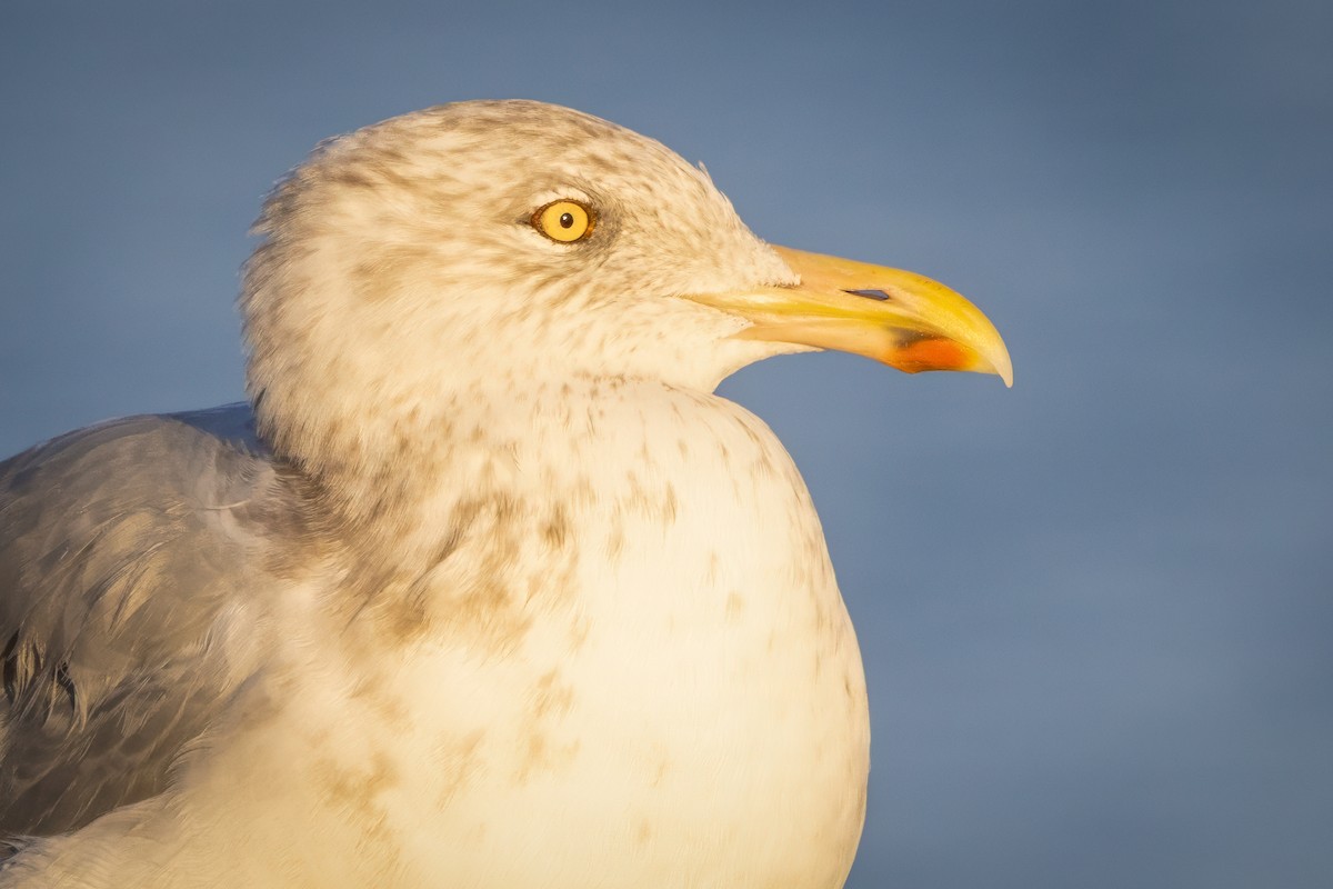 Мартин американський - ML645286915