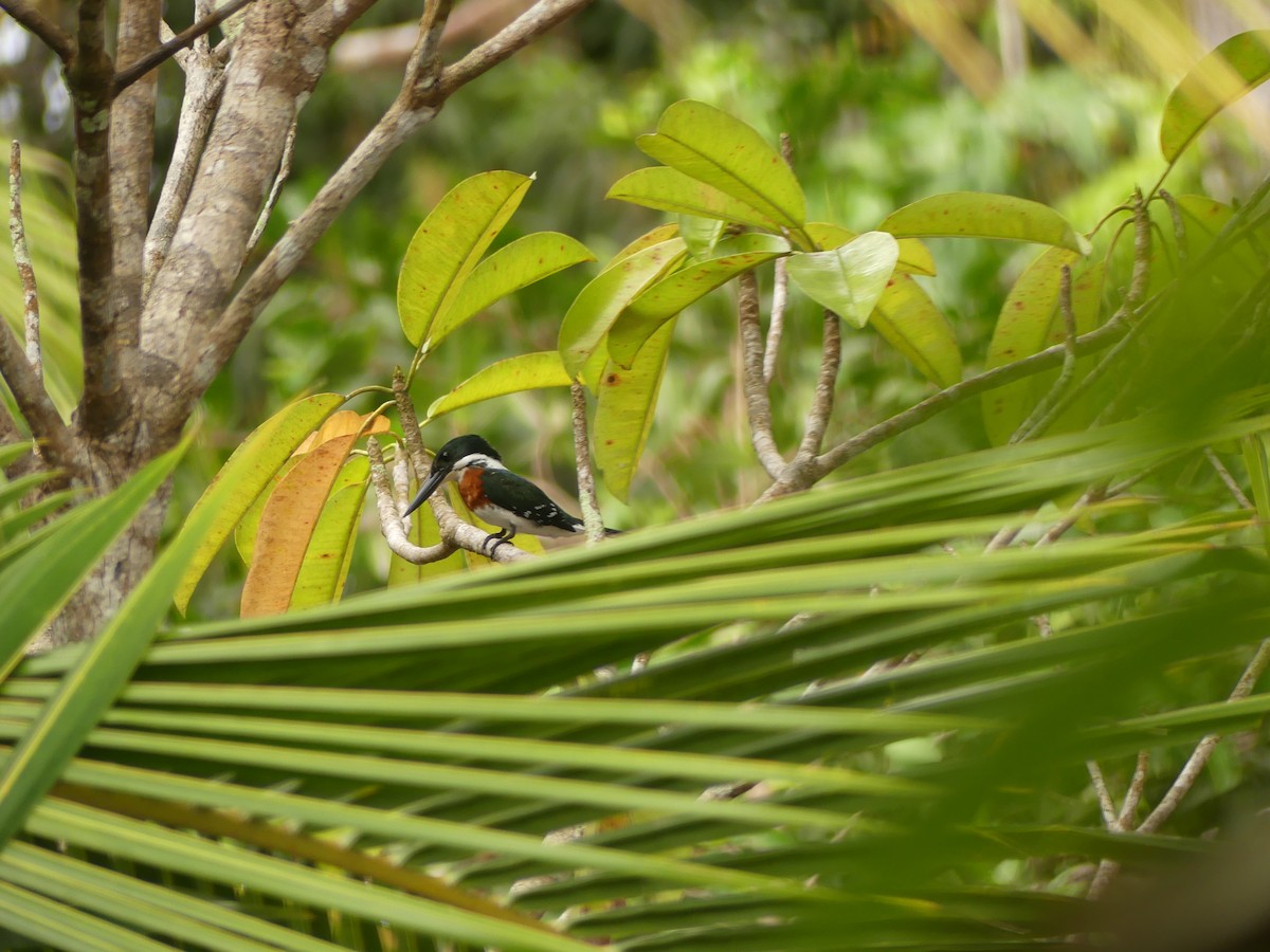 Рибалочка зелений - ML645286916