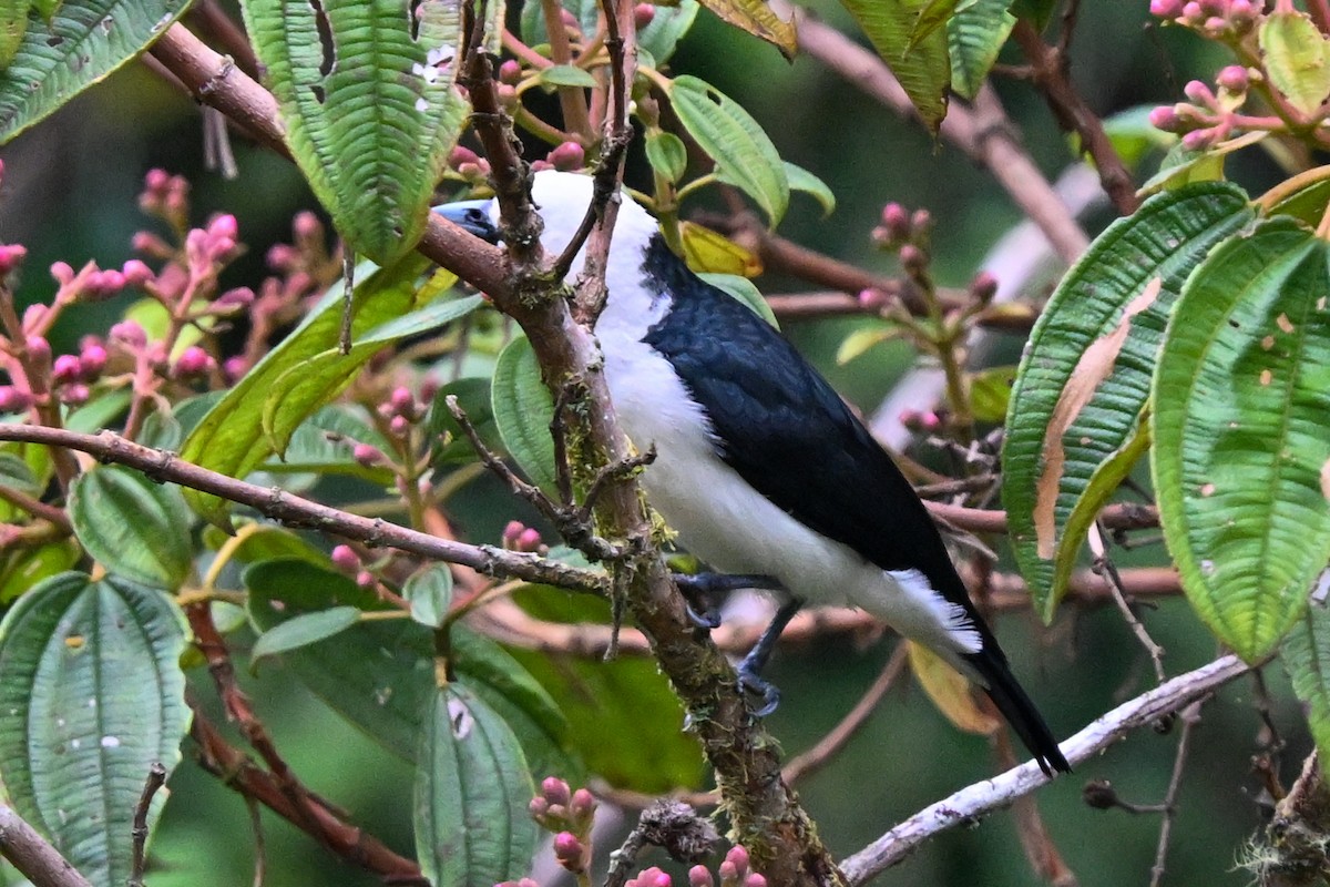 Ванга білоголова - ML645286917