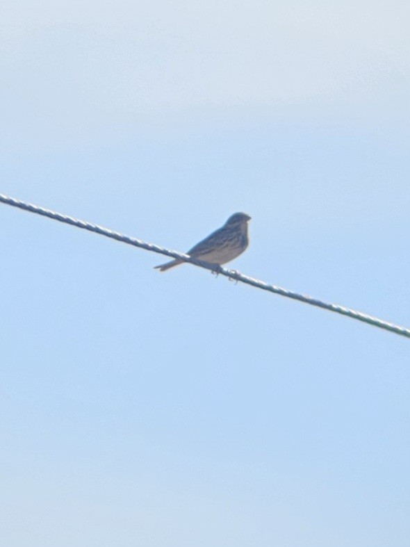 Savannah Sparrow - ML645286918