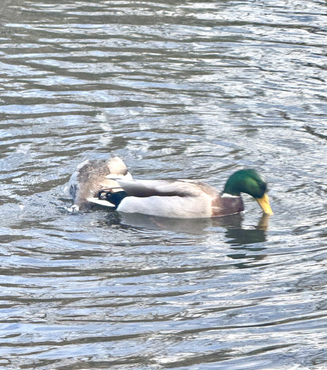 Крижень звичайний - ML645286919