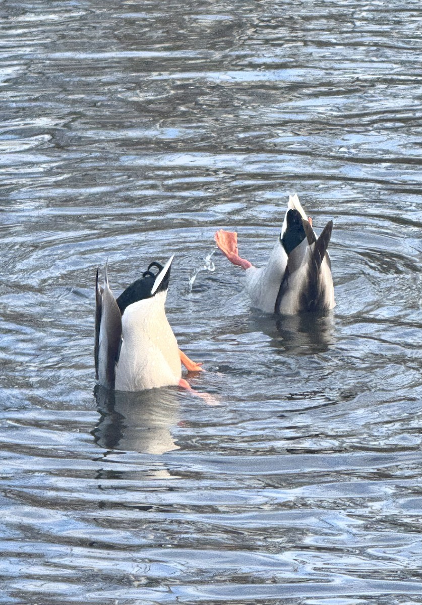 Крижень звичайний - ML645286929