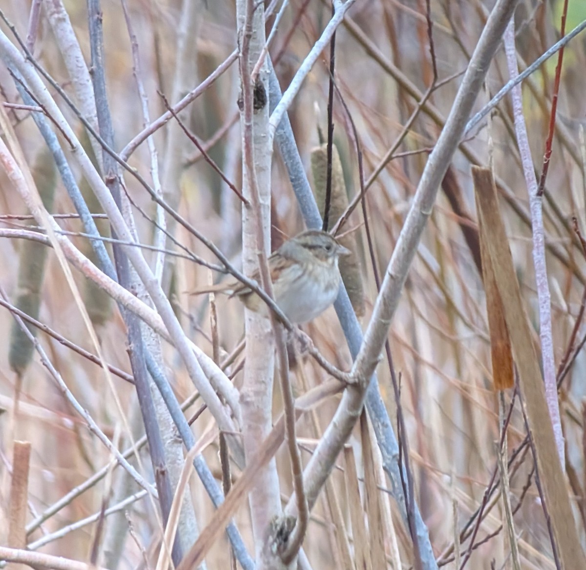 Swamp Sparrow - ML645286930