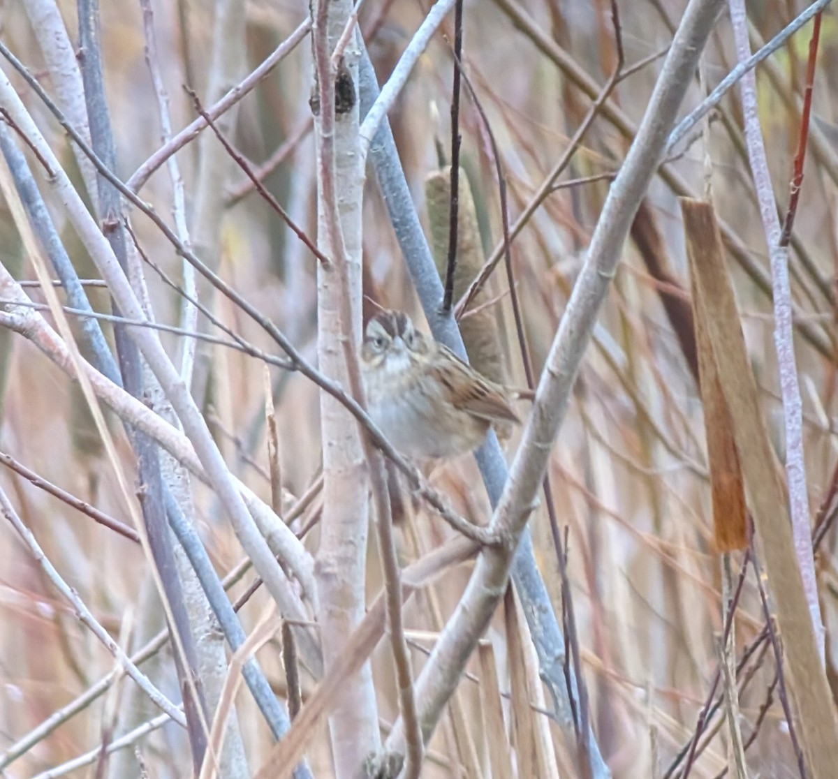 Swamp Sparrow - ML645286931
