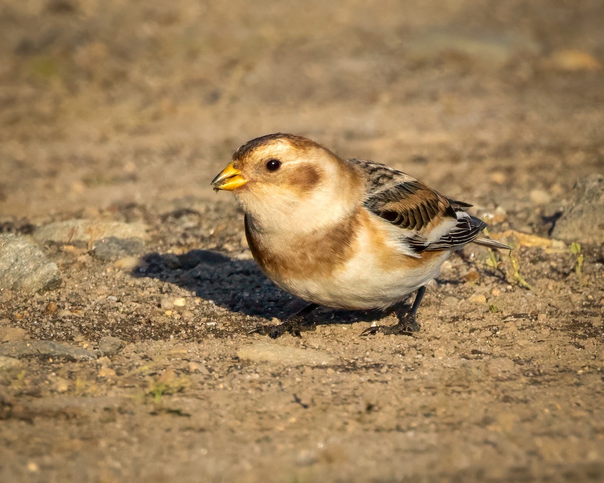 Пуночка снігова - ML645286934