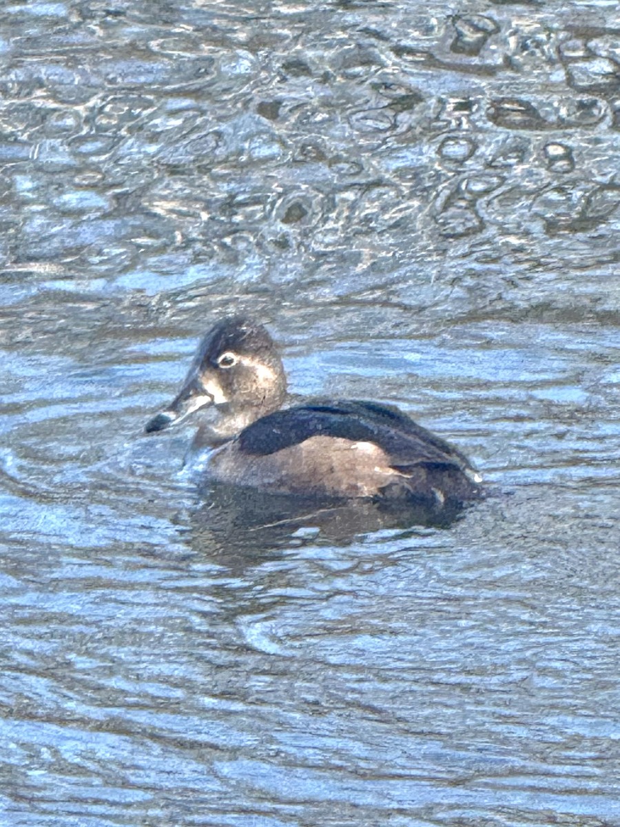 Чернь канадська - ML645286937