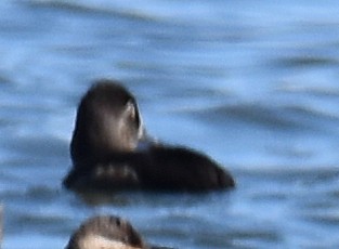 Чернь канадська - ML645286938