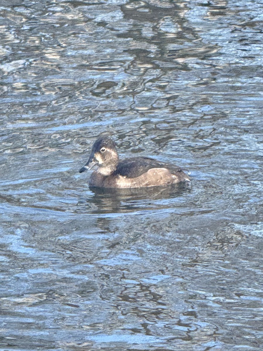 Чернь канадська - ML645286940