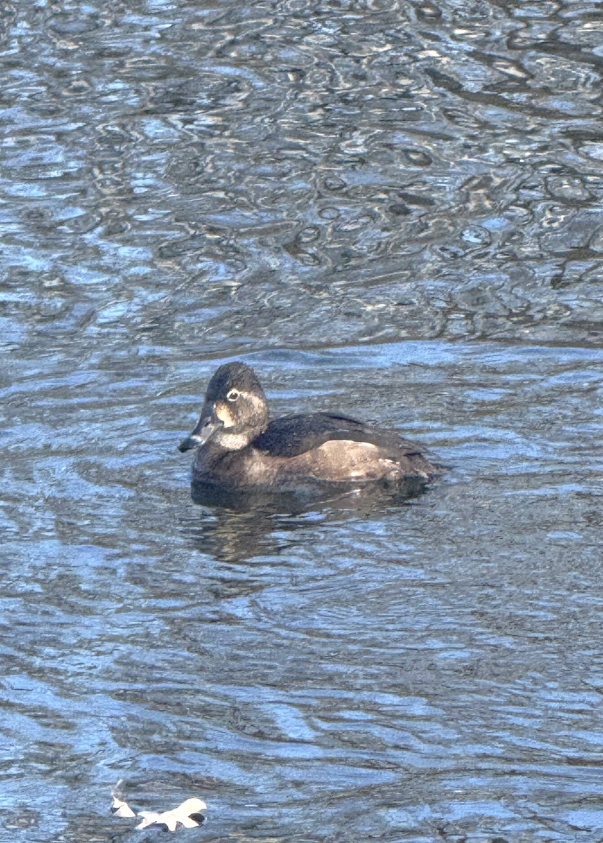 Чернь канадська - ML645286941