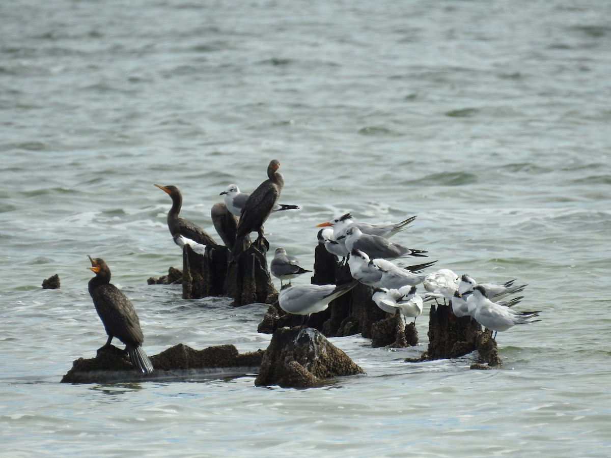 Крячок рябодзьобий - ML645286942