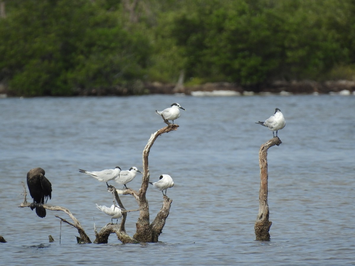 Крячок рябодзьобий - ML645286943