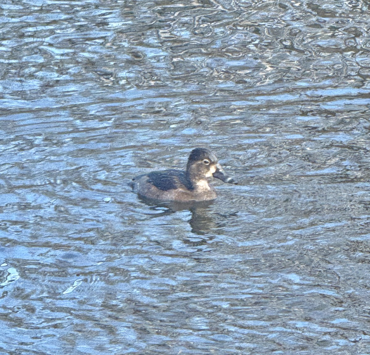 Чернь канадська - ML645286944