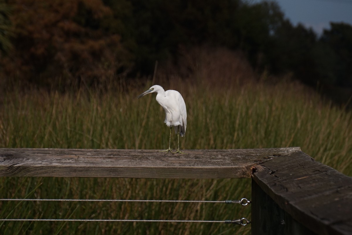 Чепура блакитна - ML645286945