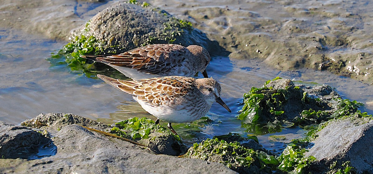 jespák tundrový - ML645286946