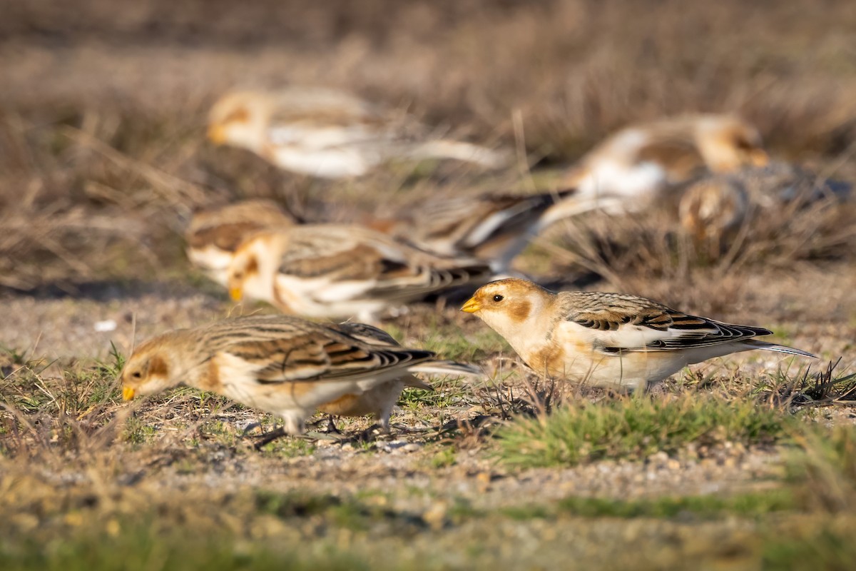 Пуночка снігова - ML645286951