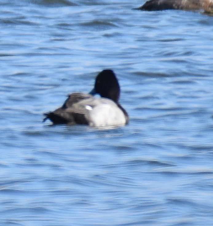 Чернь американська - ML645286952