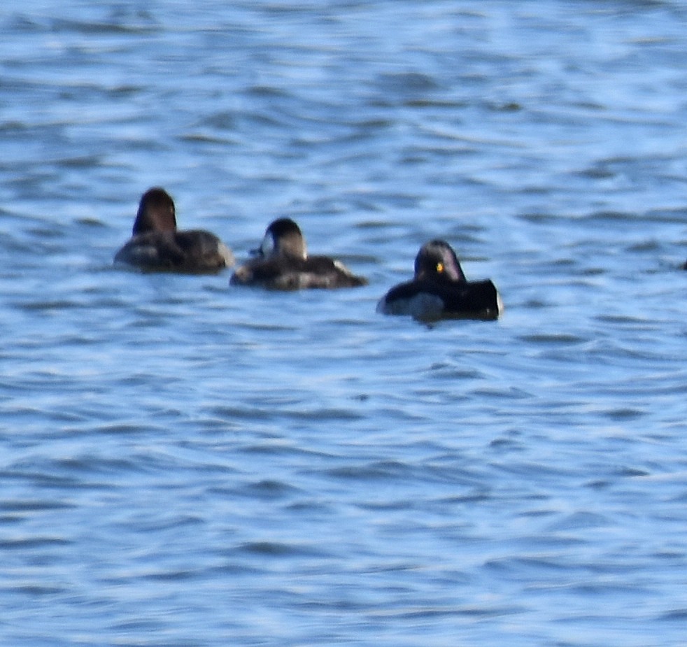 Чернь американська - ML645286953