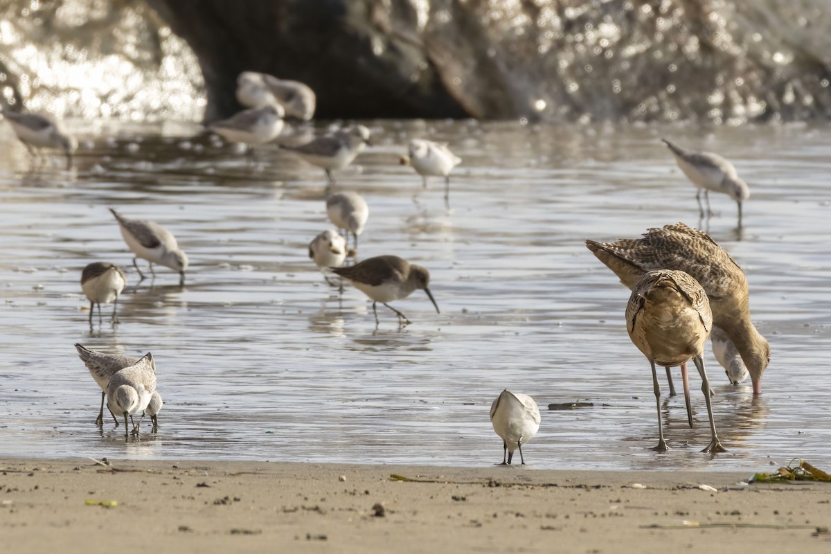 Побережник чорногрудий - ML645286954