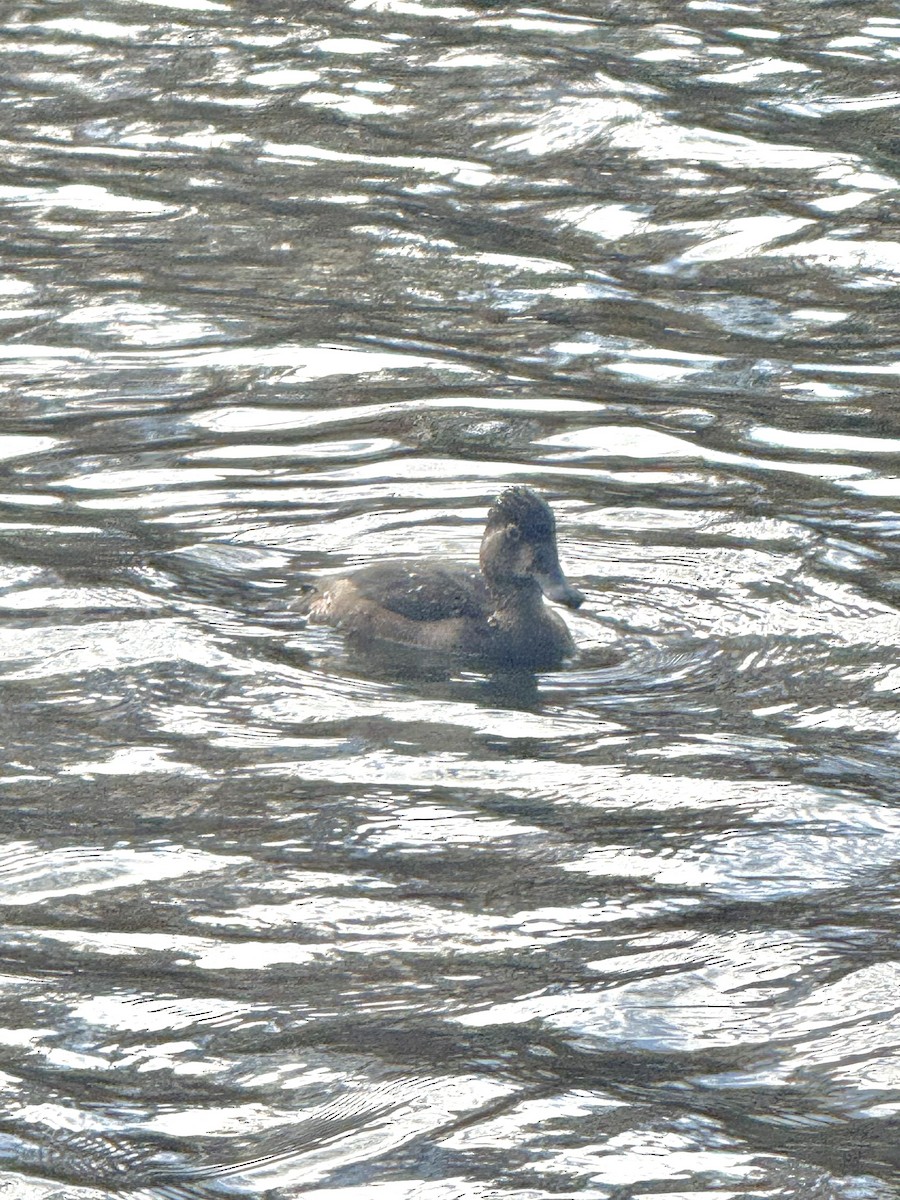 Чернь канадська - ML645286955