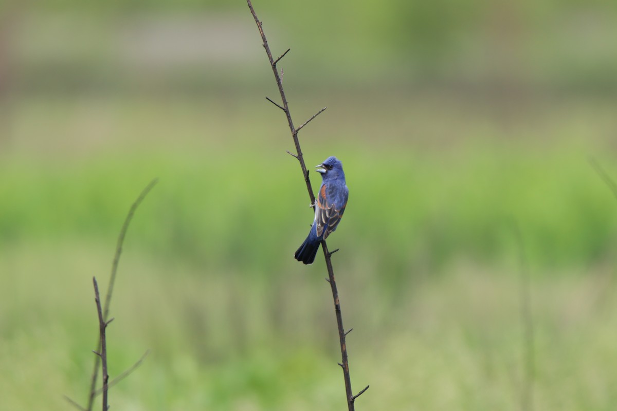 Скригнатка синя - ML645286956