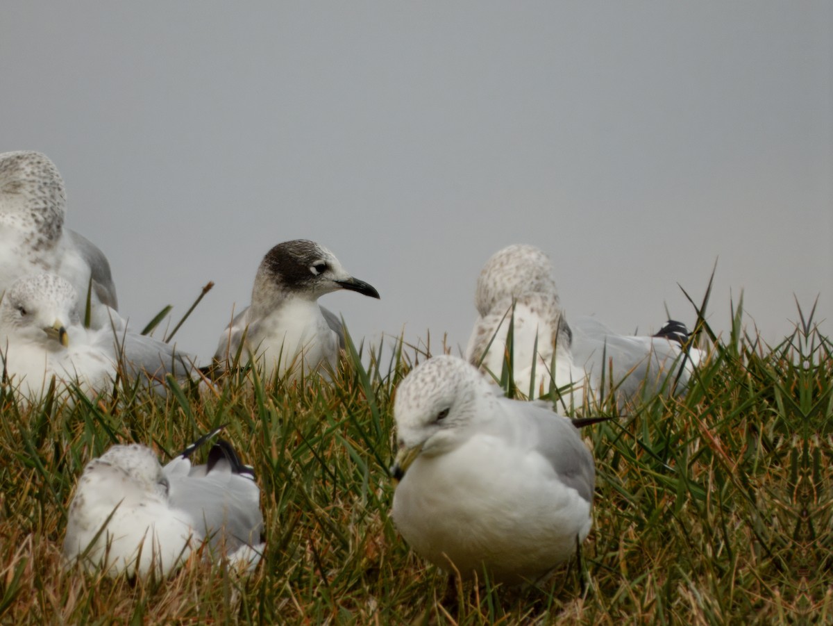 Franklin's Gull - ML645286957