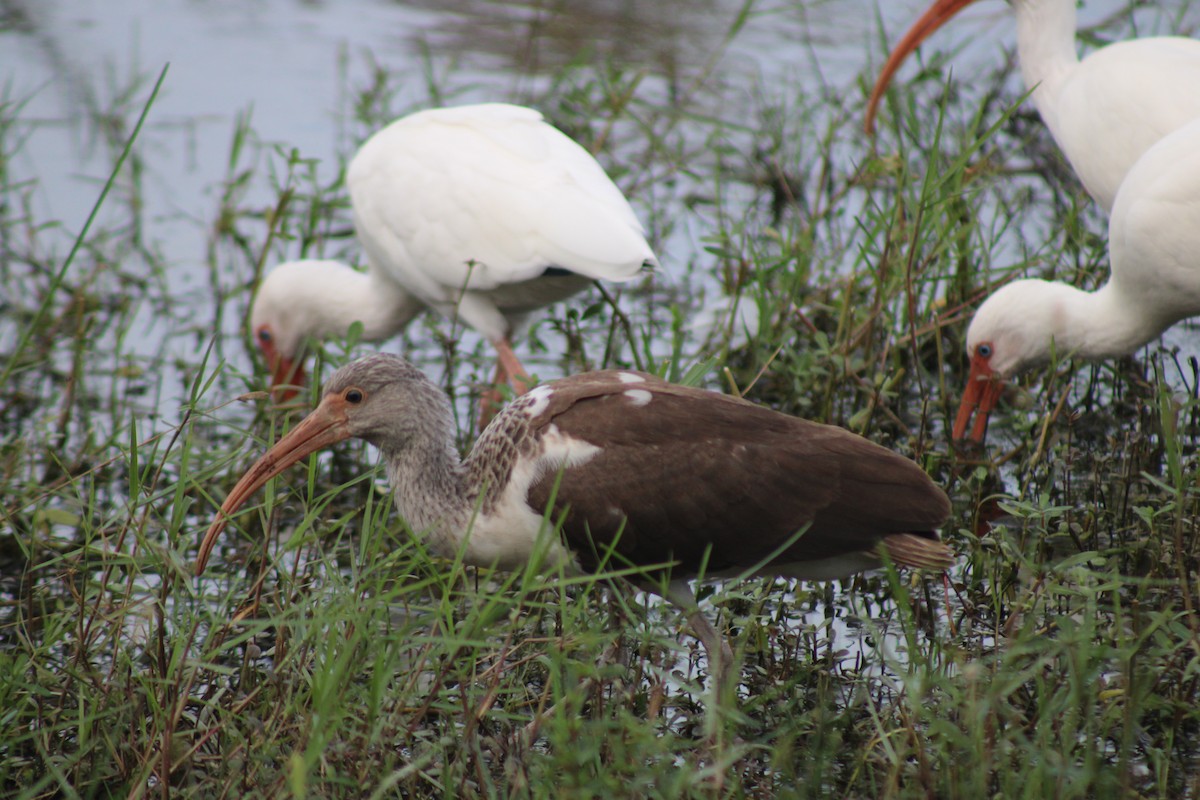 Ібіс білий - ML645286958