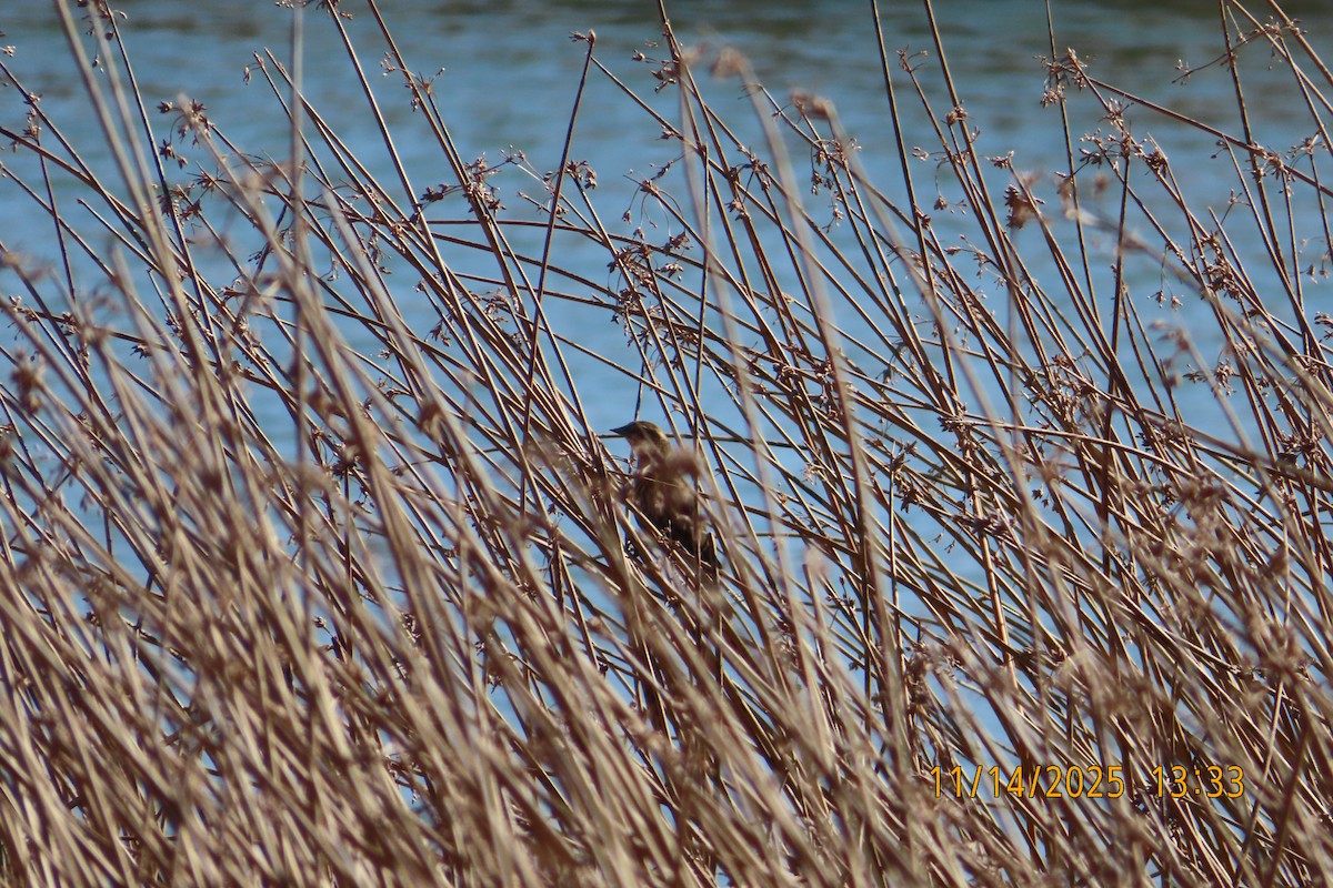 Red-winged Blackbird - ML645286961