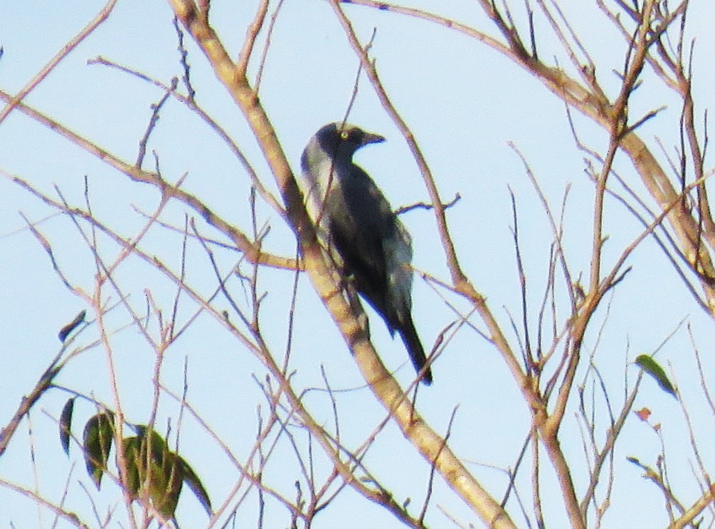 Шикачик білогузий - ML645286962