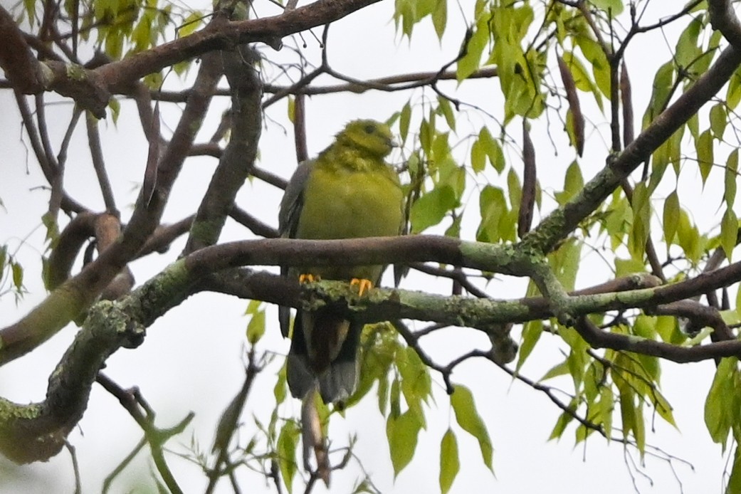 マダガスカルアオバト - ML645286967