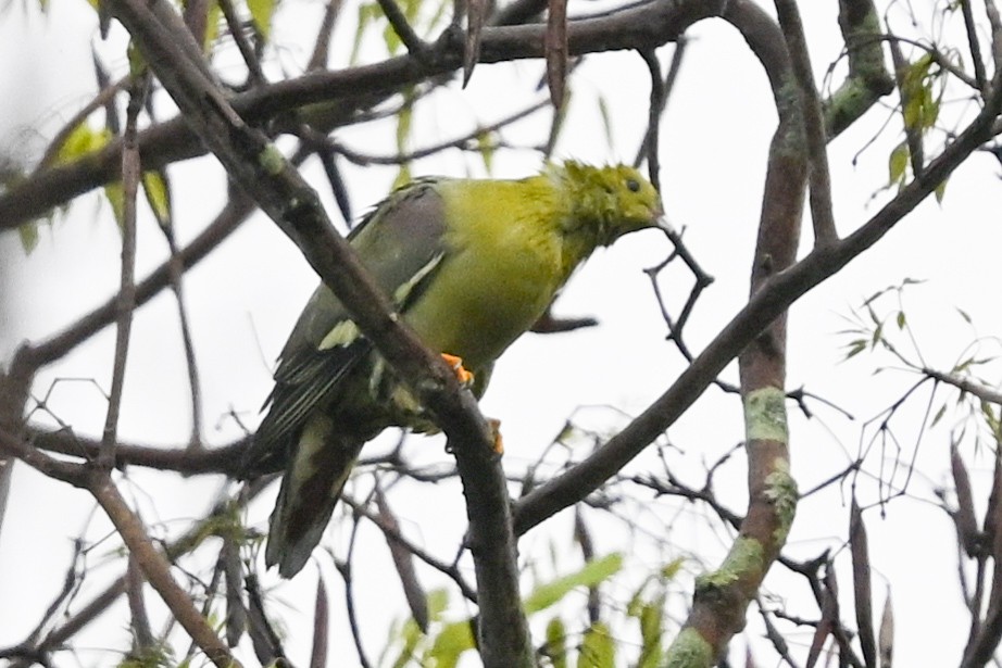 マダガスカルアオバト - ML645286968