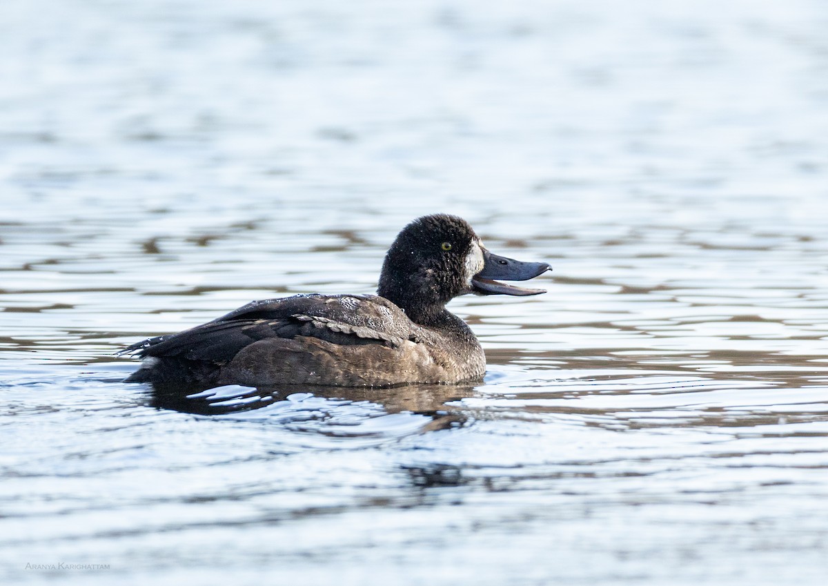 スズガモ - ML645286970