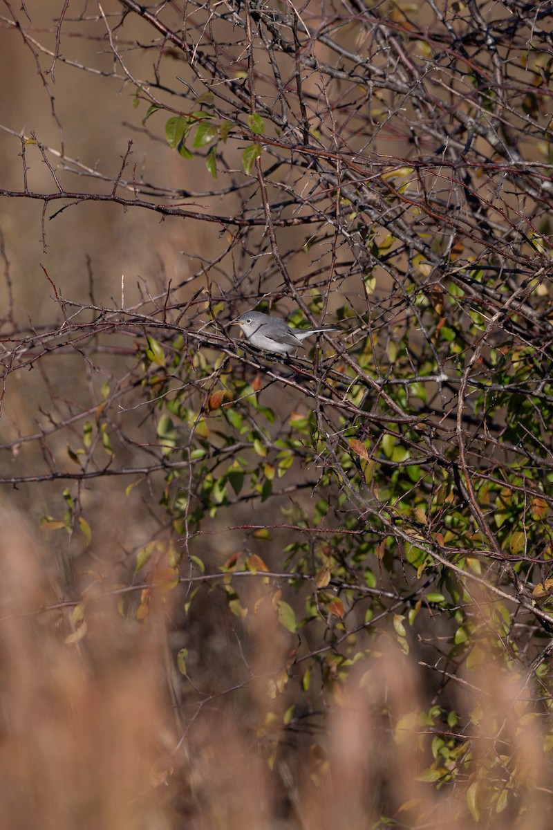 Голубая комароловка (caerulea) - ML645286979