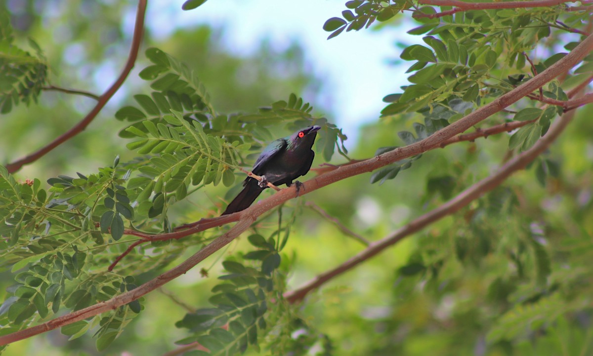 špaček lesklý - ML645286981