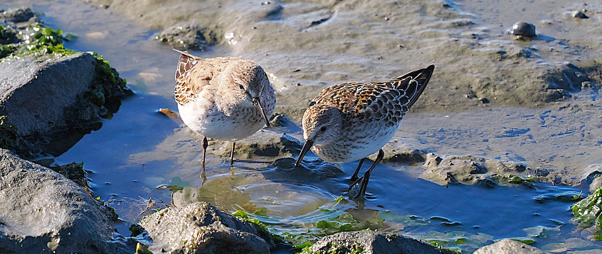 jespák tundrový - ML645286982