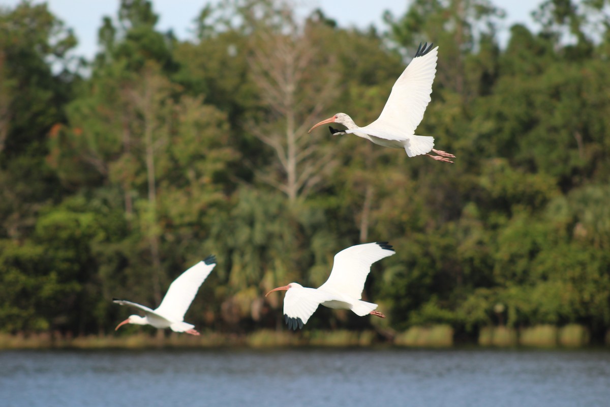 White Ibis - ML645286985