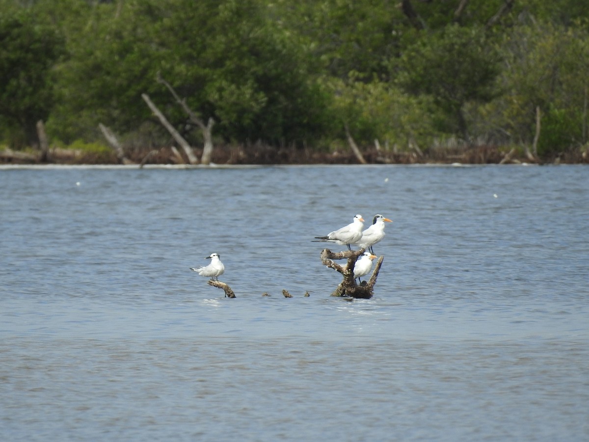 Royal Tern - ML645286986