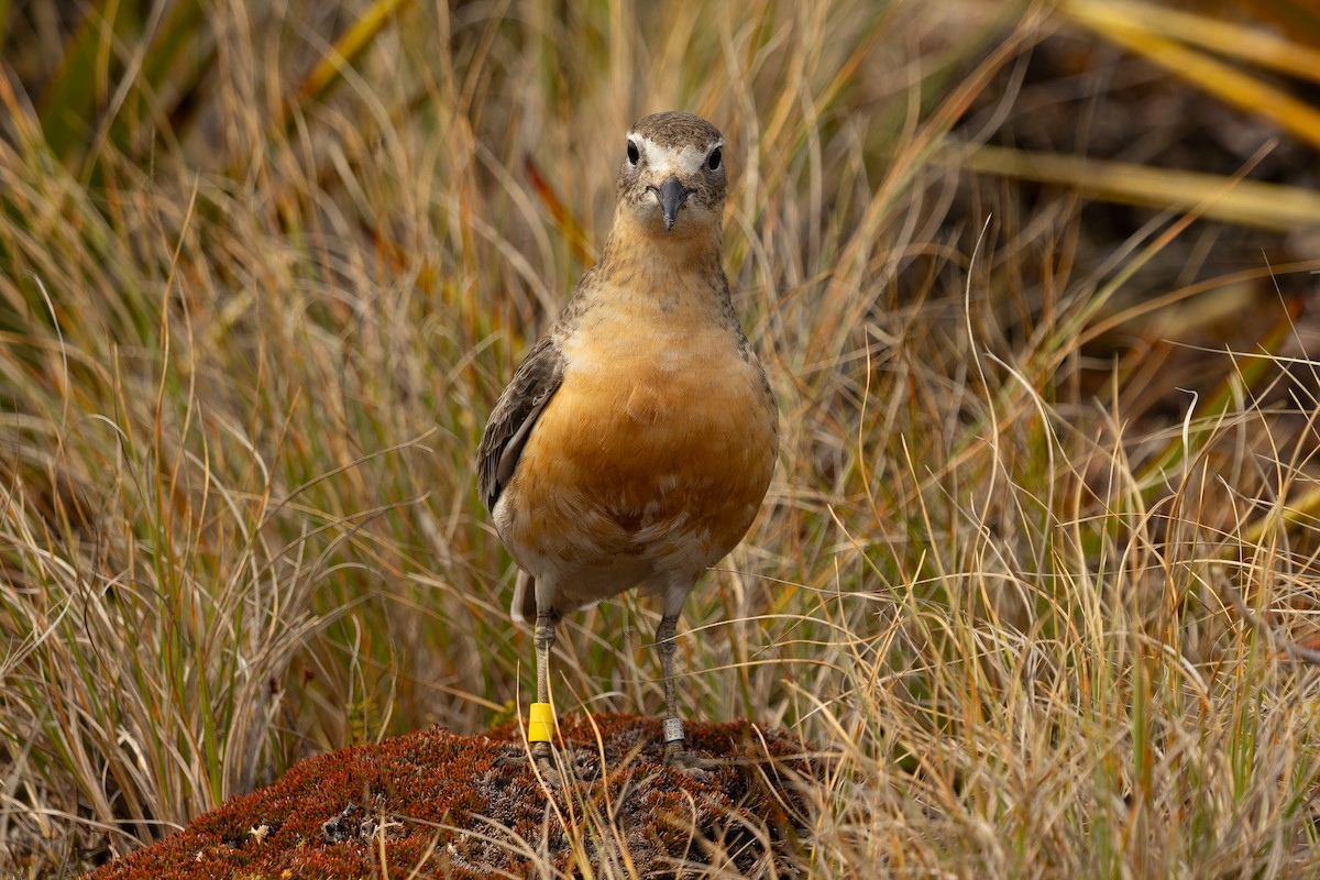 Red-breasted Dotterel (Southern) - ML645286988