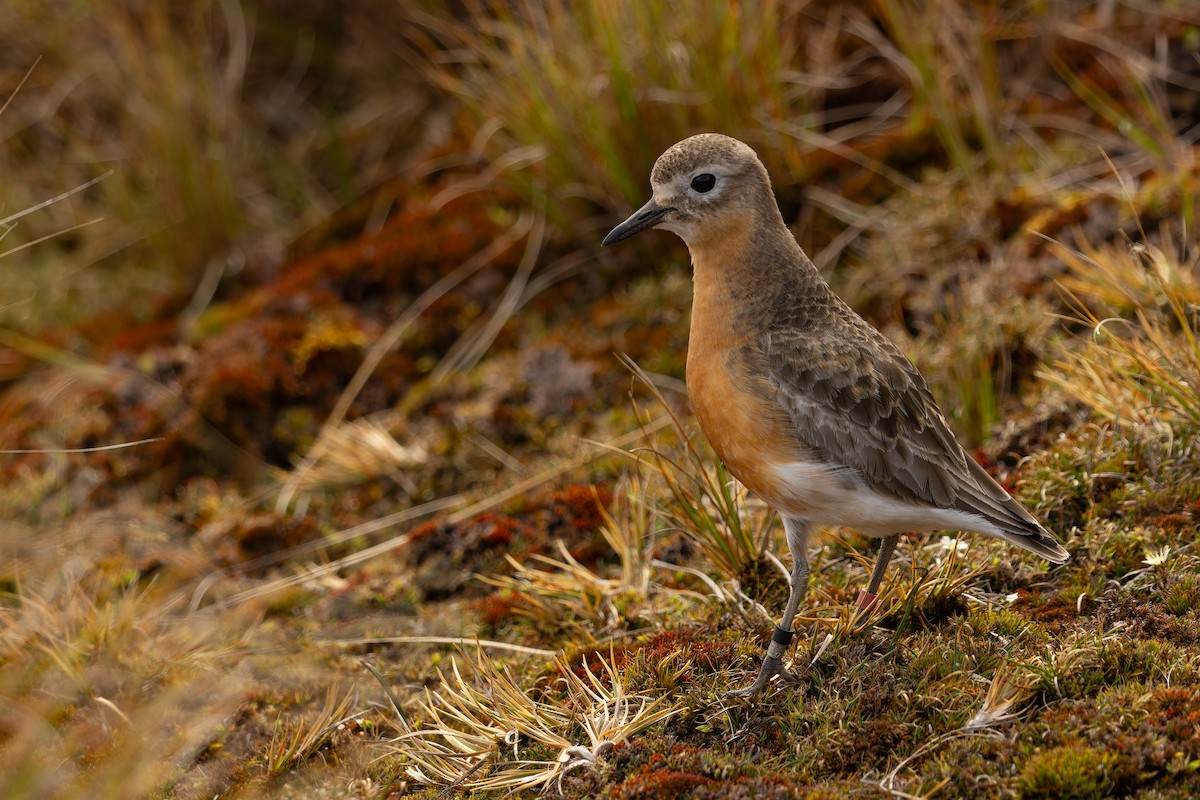 Red-breasted Dotterel (Southern) - ML645286989
