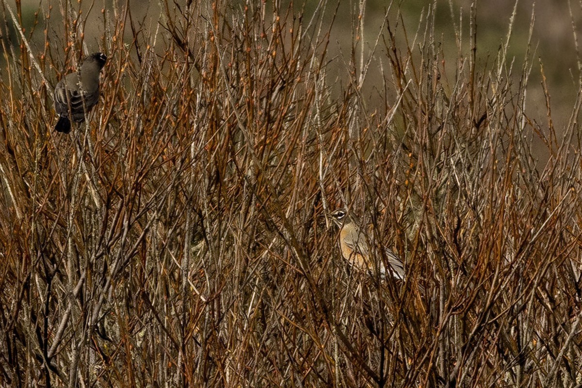 American Robin - ML645286990