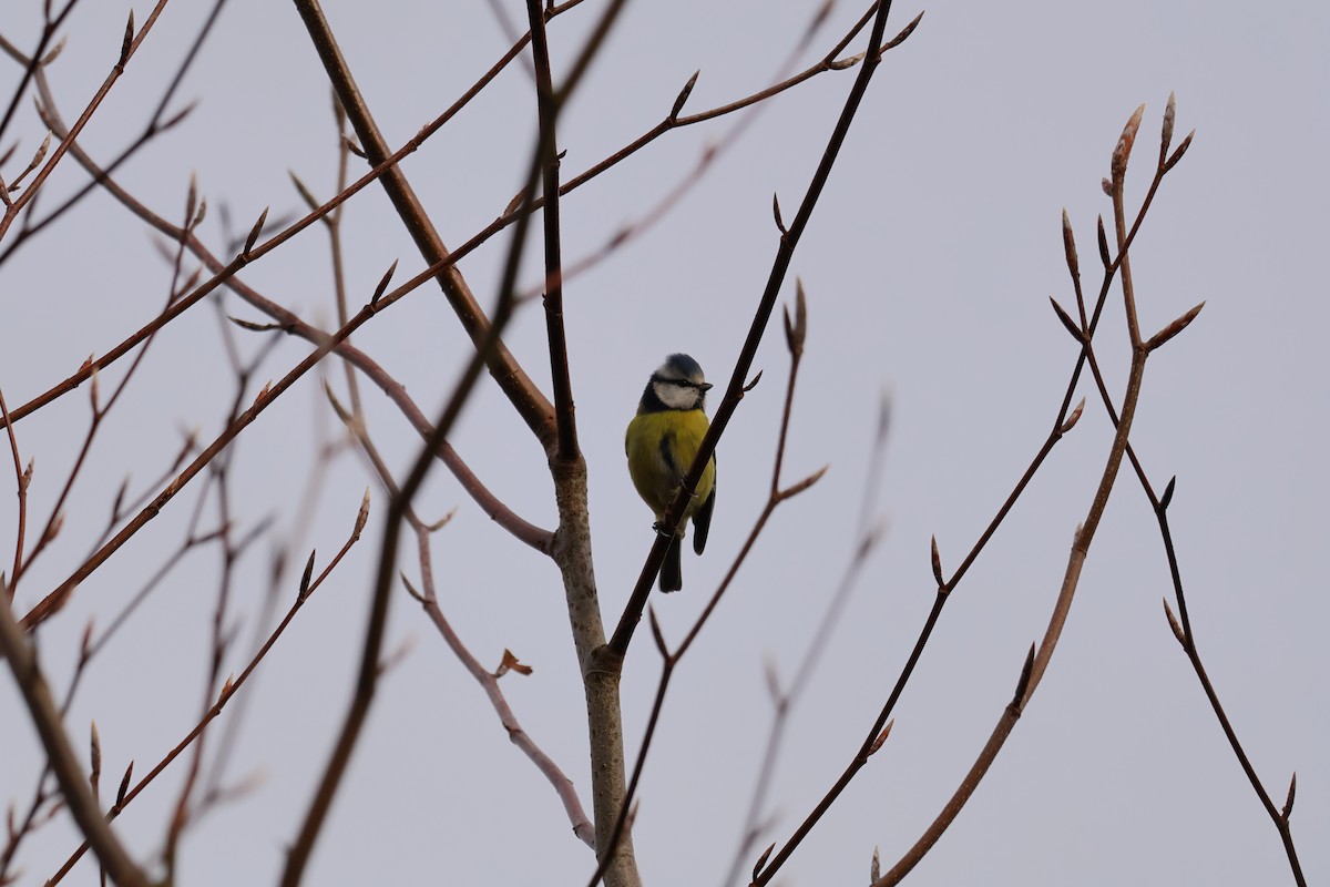 Herrerillo Común - ML645286991