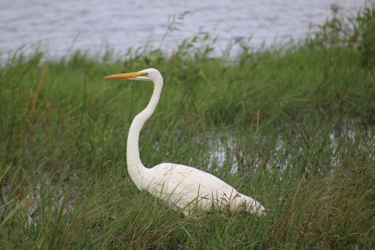 Great Egret - ML645286995