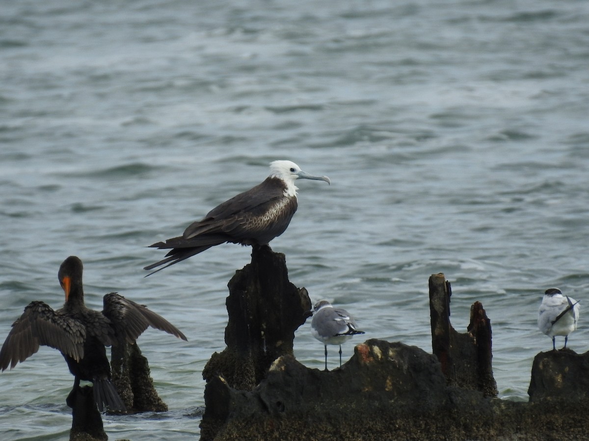 Magnificent Frigatebird - ML645287003