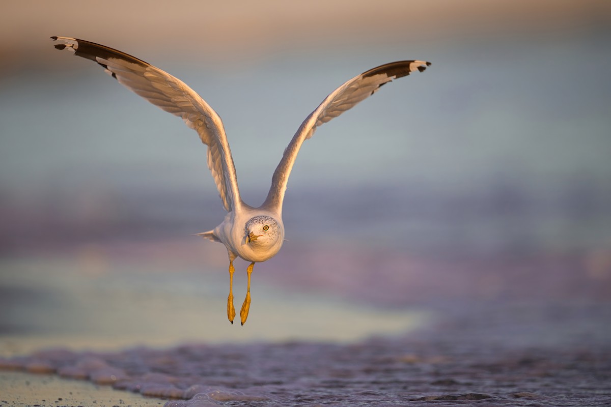 Ring-billed Gull - ML645287009